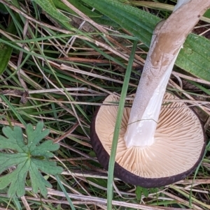 Oudemansiella gigaspora group at Hackett, ACT - 26 May 2022