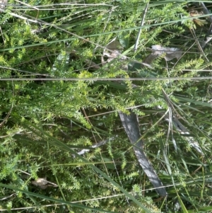 Asperula conferta at Hackett, ACT - 26 May 2022