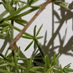 Asperula conferta at Hackett, ACT - 26 May 2022