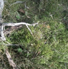 Asperula conferta at Hackett, ACT - 26 May 2022