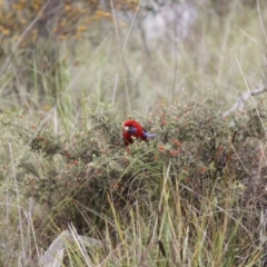 Platycercus elegans (Crimson Rosella) at Bruce, ACT - 29 Oct 2016 by JimL