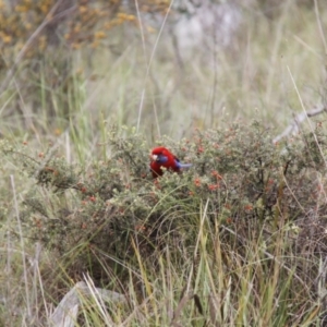 Platycercus elegans at Bruce, ACT - 30 Oct 2016