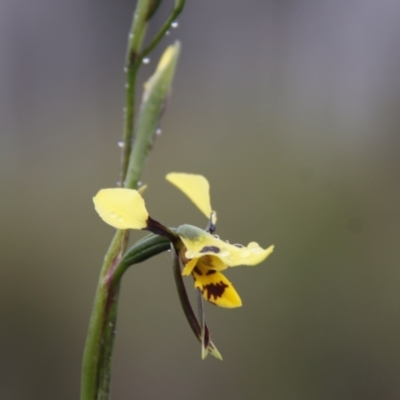 Diuris sulphurea (Tiger Orchid) at Bruce, ACT - 30 Oct 2016 by JimL