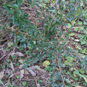 Pyracantha fortuneana at Hackett, ACT - 26 May 2022