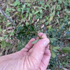 Pyracantha fortuneana at Hackett, ACT - 26 May 2022 02:50 PM