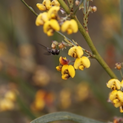 Daviesia sp. (Bitter-pea) at Bruce, ACT - 30 Oct 2016 by JimL