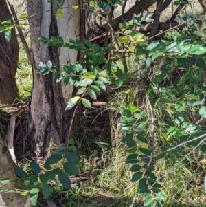 Ligustrum sinense at Hackett, ACT - 26 May 2022