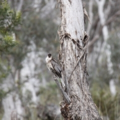 Philemon corniculatus (Noisy Friarbird) at Bruce, ACT - 30 Oct 2016 by JimL