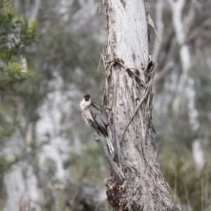 Philemon corniculatus at Bruce, ACT - 30 Oct 2016