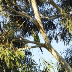 Polytelis swainsonii (Superb Parrot) at Forde, ACT - 10 May 2020 by JimL