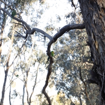 Polytelis swainsonii (Superb Parrot) at Forde, ACT - 10 May 2020 by JimL