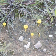 Lichenomphalia chromacea (Yellow Navel) at Mulligans Flat - 10 May 2020 by JimL