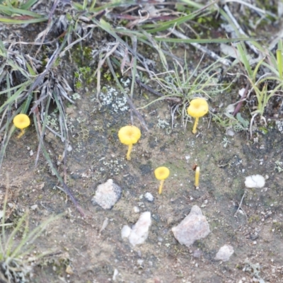 Lichenomphalia chromacea (Yellow Navel) at Mulligans Flat - 10 May 2020 by JimL