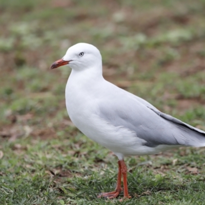 Chroicocephalus novaehollandiae (Silver Gull) at Belconnen, ACT - 16 Feb 2020 by JimL