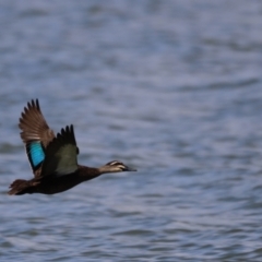 Anas superciliosa (Pacific Black Duck) at Belconnen, ACT - 17 Nov 2019 by JimL