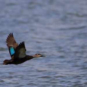 Anas superciliosa at Belconnen, ACT - 17 Nov 2019