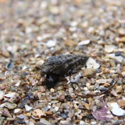 Unverified Hermit Crab at Wallaga Lake, NSW - 7 Dec 2019 by JimL