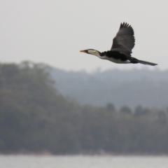 Microcarbo melanoleucos (Little Pied Cormorant) at Wallaga Lake, NSW - 7 Dec 2019 by JimL