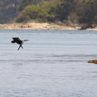 Microcarbo melanoleucos (Little Pied Cormorant) at Wallaga Lake, NSW - 6 Dec 2019 by JimL