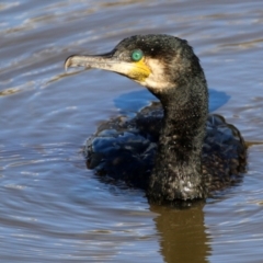 Phalacrocorax carbo (Great Cormorant) at Fyshwick, ACT - 26 May 2022 by RodDeb