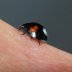 Orcus bilunulatus (Ladybird beetle) at Jerrabomberra Wetlands - 26 May 2022 by RodDeb