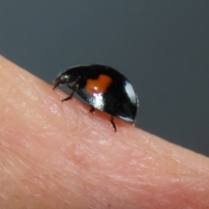 Orcus bilunulatus at Fyshwick, ACT - 26 May 2022