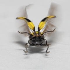 Illeis galbula (Fungus-eating Ladybird) at Evatt, ACT - 26 May 2022 by TimL