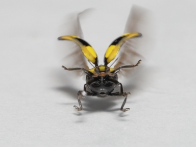 Illeis galbula (Fungus-eating Ladybird) at Evatt, ACT - 26 May 2022 by TimL