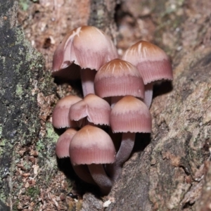 Mycena 'clarkeana group' at Paddys River, ACT - 25 May 2022