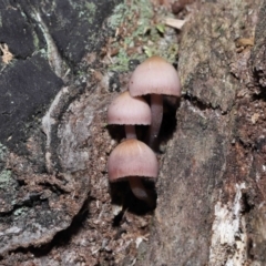 Mycena 'clarkeana group' at Paddys River, ACT - 25 May 2022