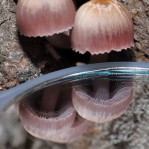 Mycena 'clarkeana group' at Paddys River, ACT - 25 May 2022 10:20 AM