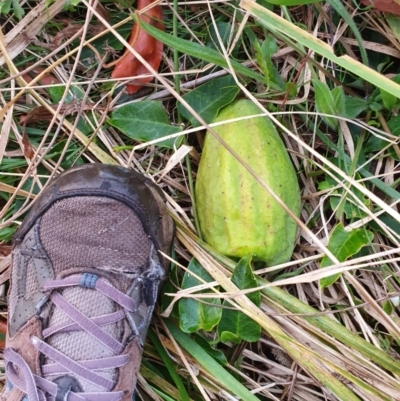 Araujia sericifera (Moth Plant) at Oakey Hill - 27 May 2022 by jmcleod