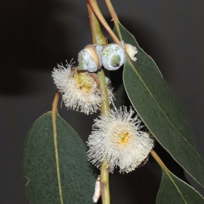 Eucalyptus globulus subsp. bicostata (Southern Blue Gum, Eurabbie) at Greenway, ACT - 27 Jan 2022 by MichaelBedingfield