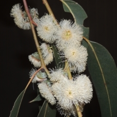 Eucalyptus globulus subsp. bicostata at Greenway, ACT - 27 Jan 2022