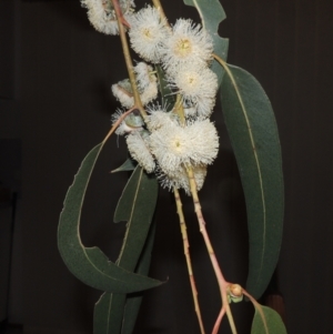 Eucalyptus globulus subsp. bicostata at Greenway, ACT - 27 Jan 2022