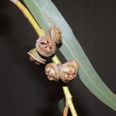 Eucalyptus globulus subsp. bicostata at Greenway, ACT - 27 Jan 2022