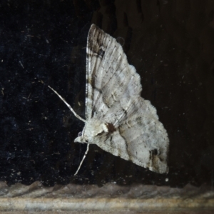 Syneora hemeropa at Conder, ACT - 24 Mar 2022 09:42 PM