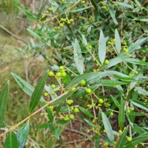 Olea europaea subsp. cuspidata at Isaacs, ACT - 27 May 2022