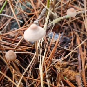 Mycena sp. at Isaacs, ACT - 27 May 2022