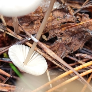 Mycena sp. at Isaacs, ACT - 27 May 2022