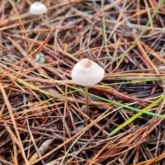 Mycena sp. at Isaacs, ACT - 27 May 2022