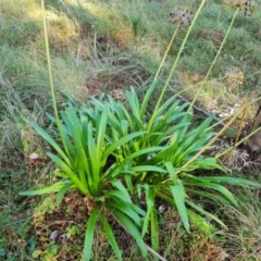 Agapanthus praecox subsp. orientalis (Agapanthus) at Isaacs, ACT - 27 May 2022 by Mike