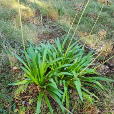 Agapanthus praecox subsp. orientalis (Agapanthus) at Isaacs, ACT - 27 May 2022 by Mike