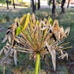 Agapanthus praecox subsp. orientalis at Isaacs, ACT - 27 May 2022