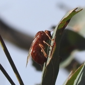 Pergidae sp. (family) at Stromlo, ACT - 23 May 2022