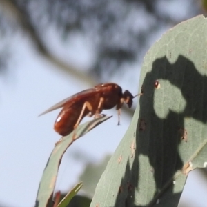 Pergidae sp. (family) at Stromlo, ACT - 23 May 2022