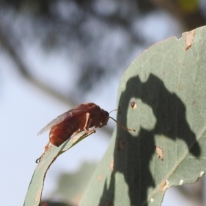 Pergidae sp. (family) at Stromlo, ACT - 23 May 2022