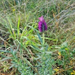 Lavandula stoechas at Isaacs, ACT - 27 May 2022