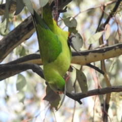 Polytelis swainsonii at Kambah, ACT - 27 May 2022