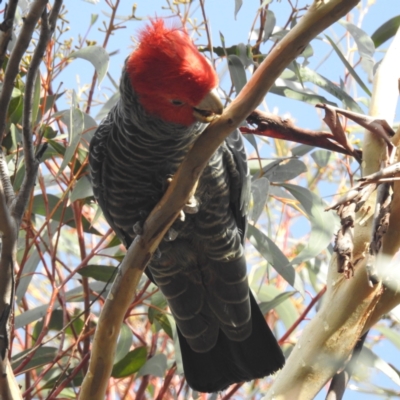 Callocephalon fimbriatum (Gang-gang Cockatoo) at Acton, ACT - 26 May 2022 by HelenCross